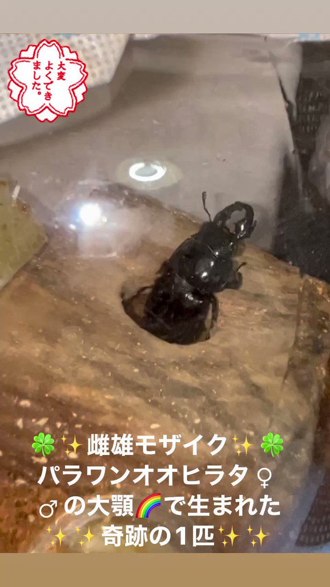 カブトムシ雌雄モザイク　55㎜ 雌雄モザイク - অনুসন্ধান / X