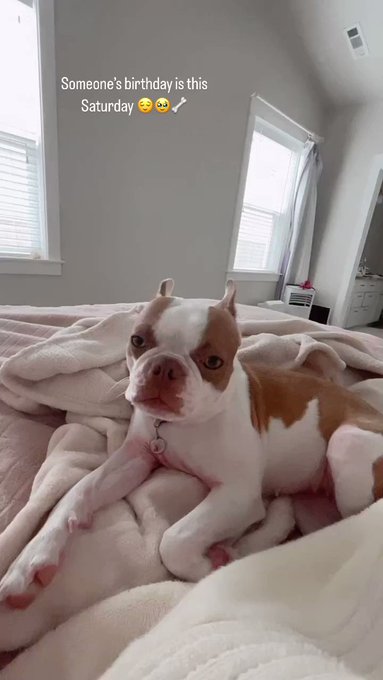 My baby&rsquo;s birthday is tomorrow 🥹 big two year old princess🐶 https://t.co/JoMFDPBVFF<a href="/tag/sigurros"class="tags"><span>#sigurros</span></a>