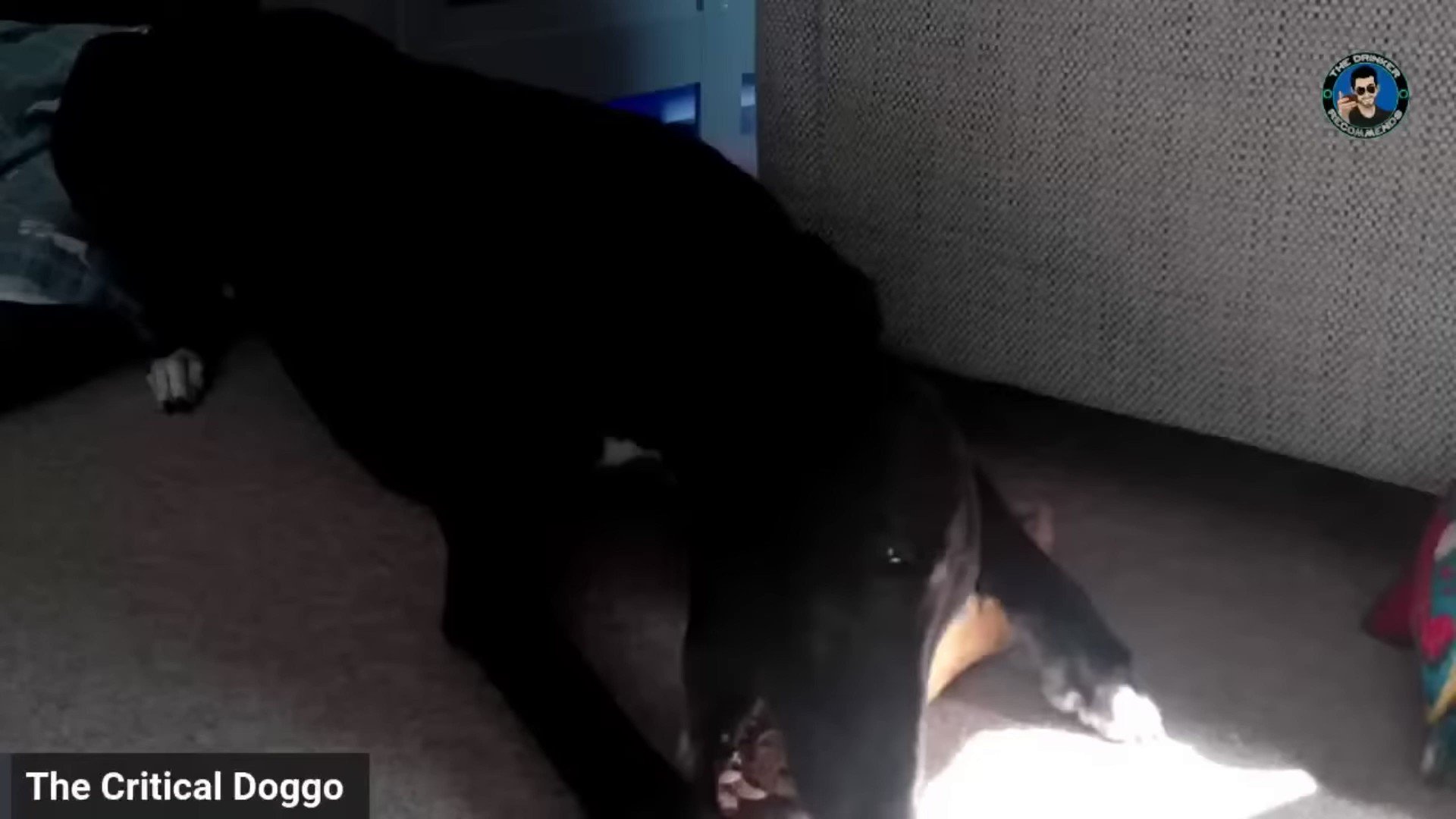 Dog knot in woman
