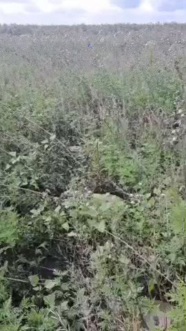 [情報] 烏軍官方殲敵統計&情報數則 (23/9/3)