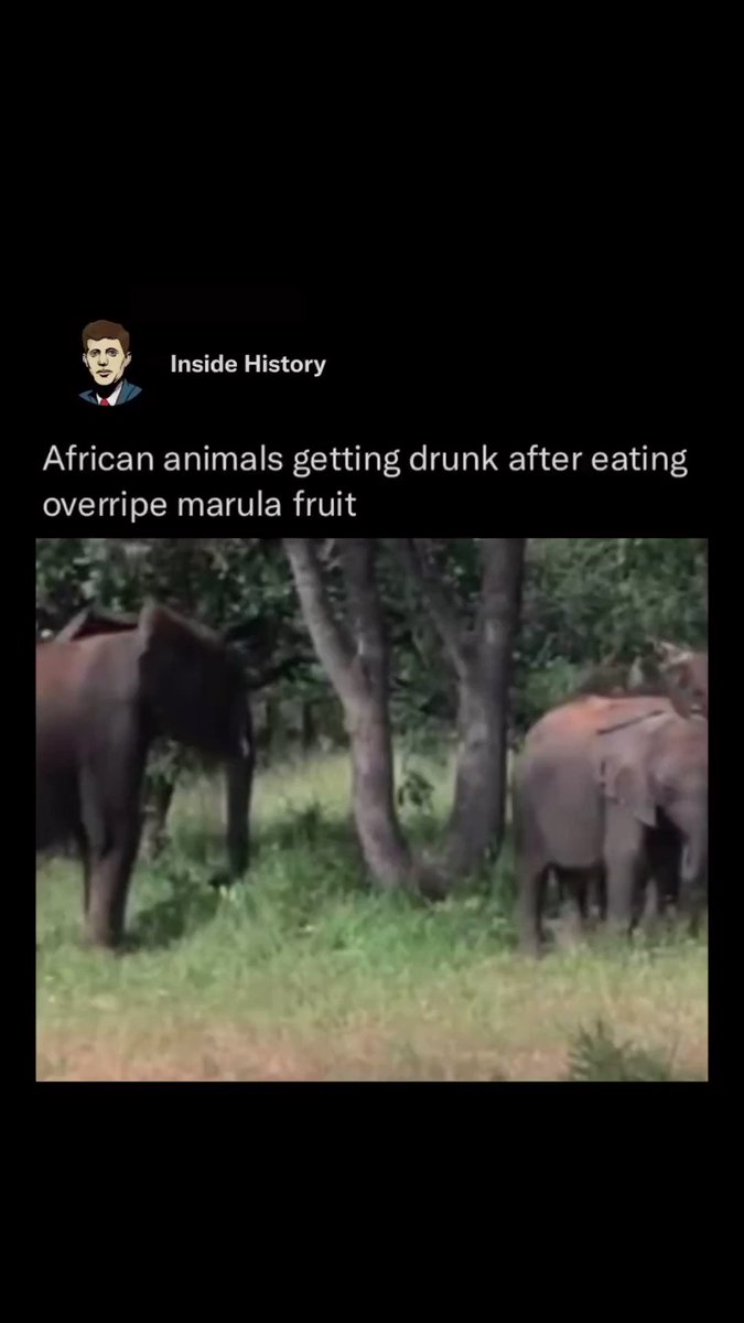 Elephants Drunk On Fruit