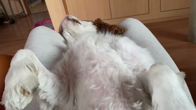 That is a yes ✅😁❤️🐶 https://t.co/WCakEVVuFr