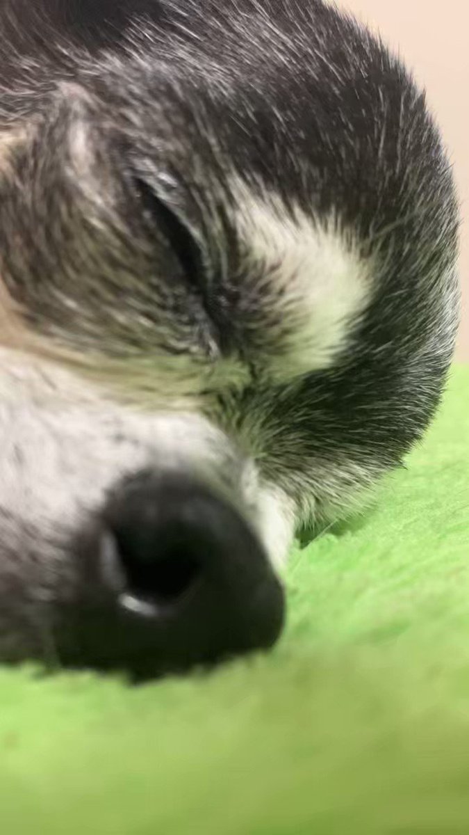 ペット写真確認ページ 繁殖引退