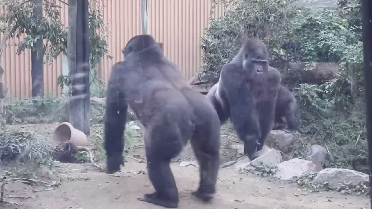 即購入OKゴリラ早い者勝ち Momoko 🦍🌹 . 2023.12 #ゴリラ#ニシゴリラ #モモコ#上野動物園