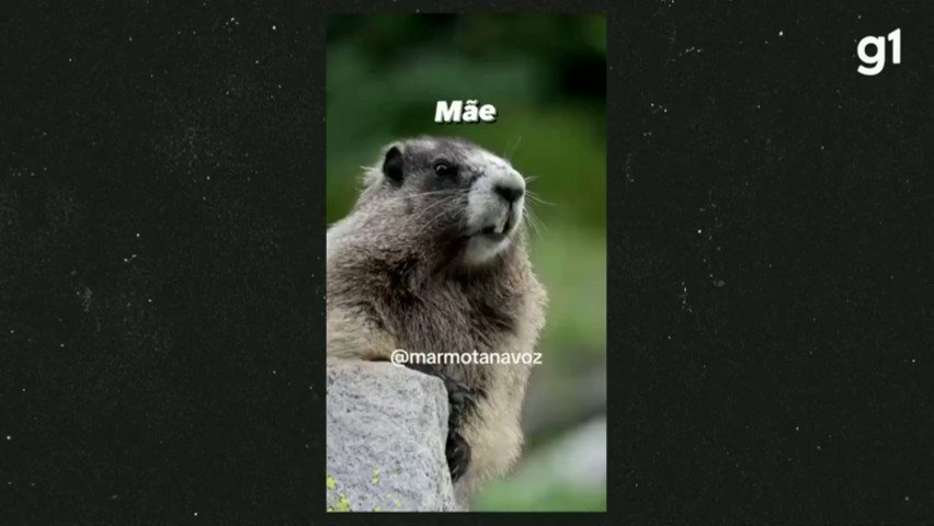 NPC, marmota e mais: os memes que dão dinheiro a brasileiros nas redes sociais
