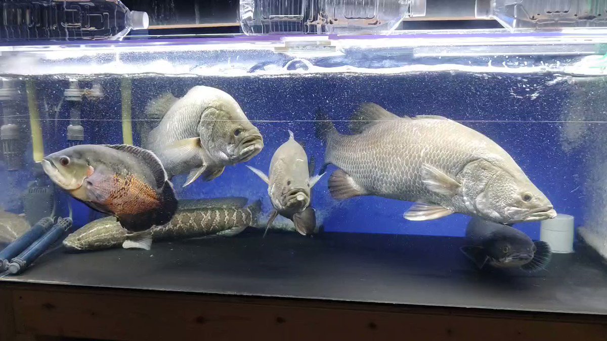 バラムンディ 1/24 リバティーウォーク LBワークス ランボルギーニ