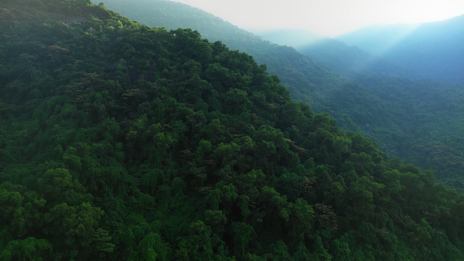 QTCinderella's The Gala for Good raises funds for rainforest preservation organizations