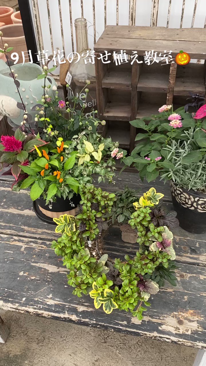宿根(ᵔᴥᵔ)挿し穂　寄せ植えにも♡ほったらかし♡グランドカバー 宿根(ᵔᴥᵔ)挿し穂 寄せ植えにも♡ほったらかし♡グランド