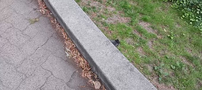 enjoy this encounter with a wild bunny. it made me smile; and smile I hope you do too. :) https://t.<a href="/tag/modeling"class="tags"><span>#modeling</span></a><a href="/tag/timeforpics"class="tags"><span>#timeforpics</span></a><a href="/tag/t4p"class="tags"><span>#t4p</span></a>