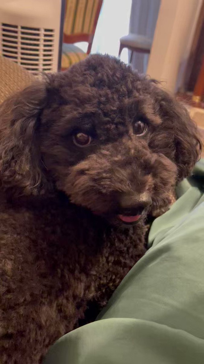 ﾋﾟﾛ（ﾀﾞｯﾌﾟｰ）&ｷﾞﾝ（ﾄｲﾌﾟｰﾄﾞﾙ）U^ェ^U (@piro0707dapu) / Posts / X