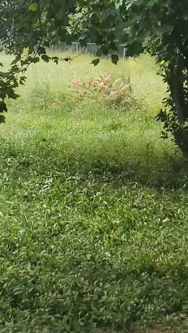 Little moment of joy from my day...My pittie Madeline frolicking and wallering in the tall grass, then<a href="/tag/aquarius"class="tags"><span>#aquarius</span></a><a href="/tag/aquariusseason"class="tags"><span>#aquariusseason</span></a><a href="/tag/january27"class="tags"><span>#january27</span></a>