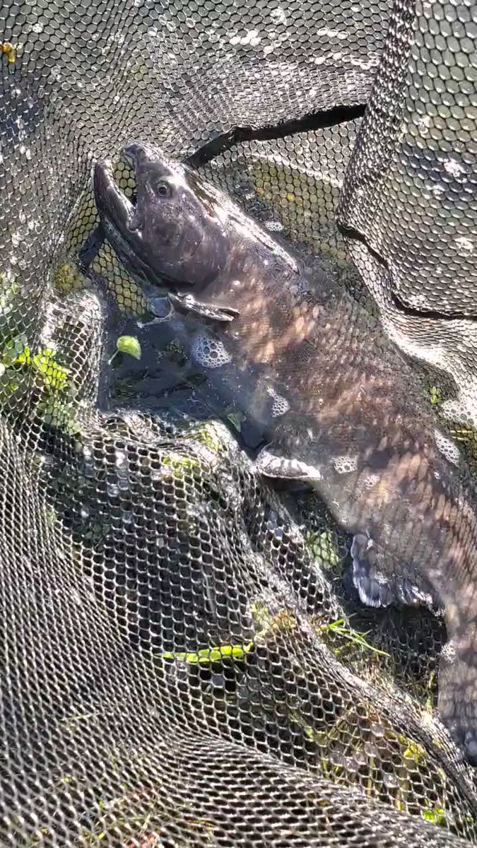 ネゴシエーター　レインボートラウト鮑 COLLABORATION LURE | つながろう、新しい「釣りの」世界へ