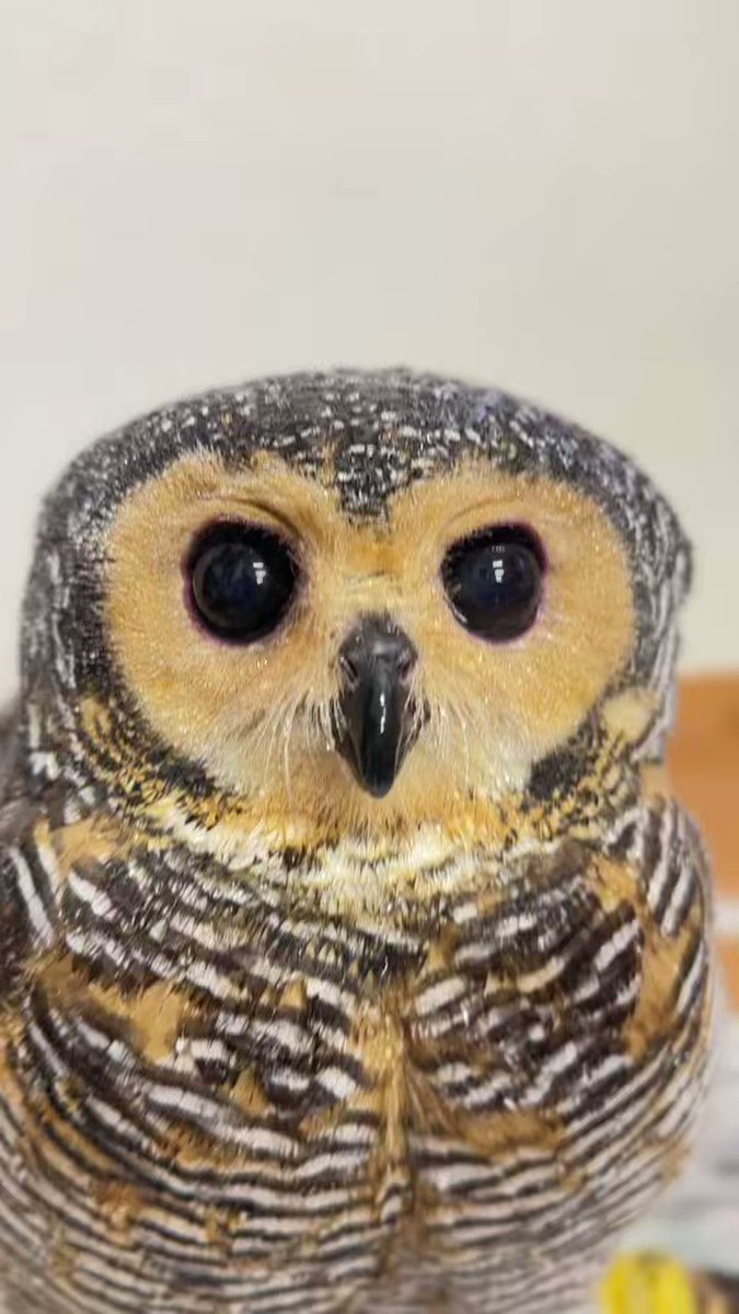 ※ちいちゃん　マレーワシミミズクの剥製 マレーモリフクロウ - Search / X