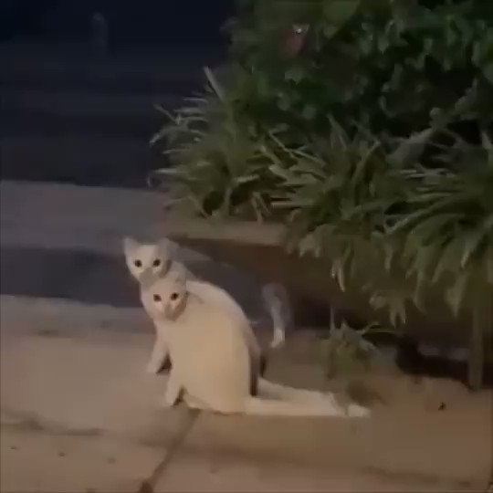 タンタンパパ on X: 