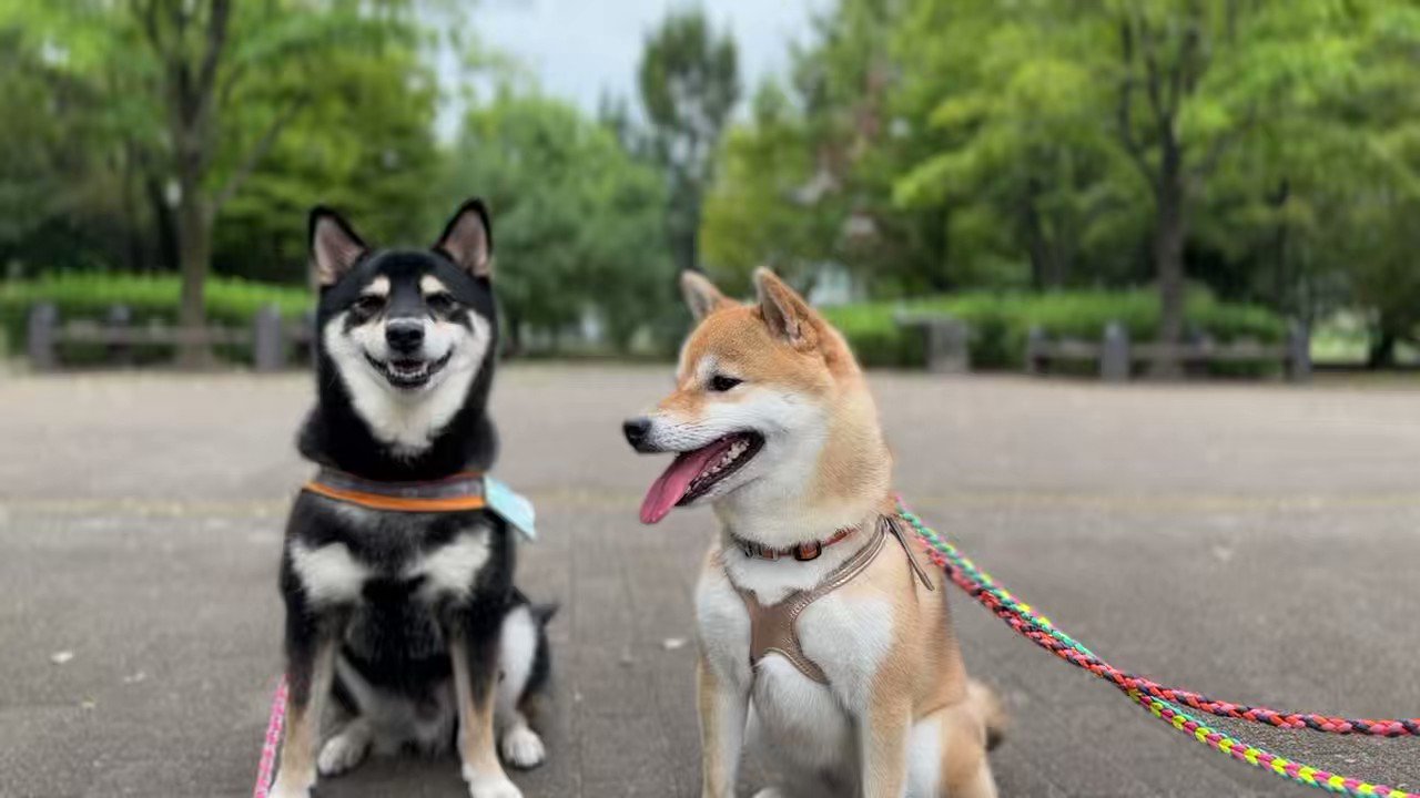 黒柴まぁさん+赤柴ちよちゃん (@maasan_1218) / X