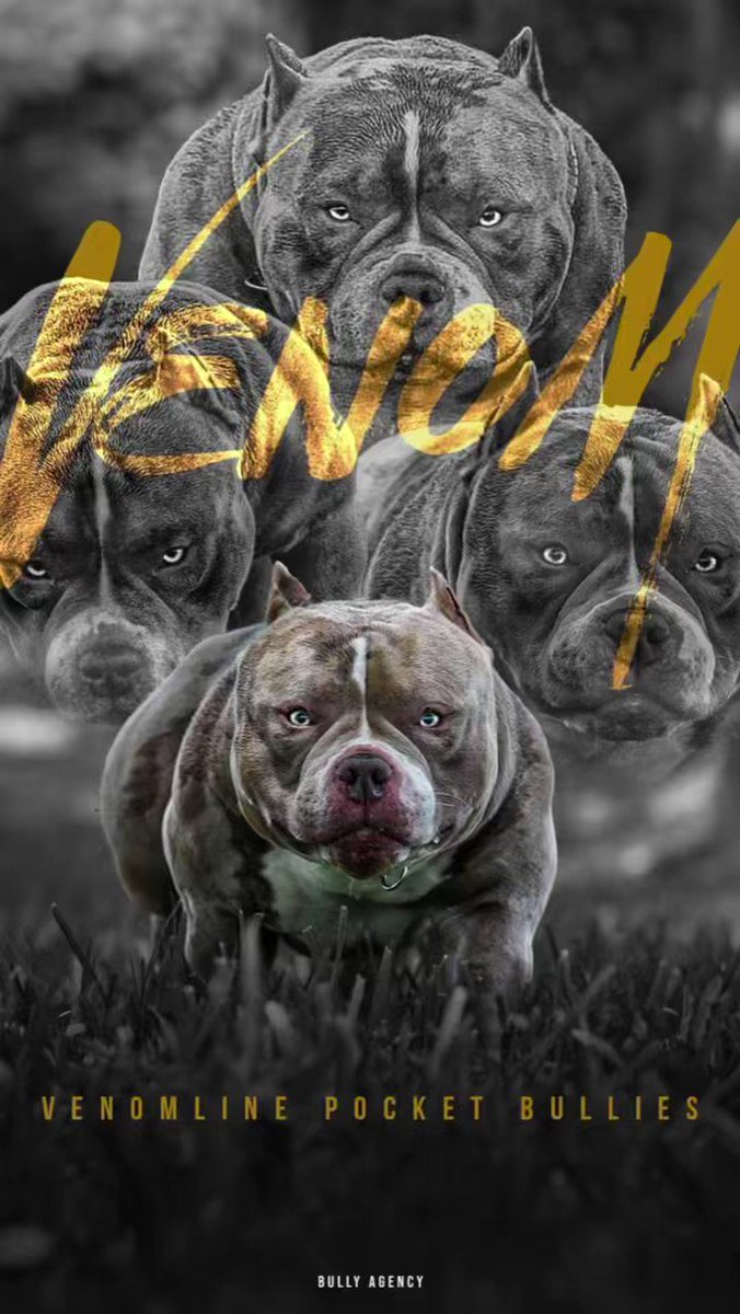 Chocolate & Lilac Pocket Bully Pups From The #1 Bloodline — Venomline in  2023