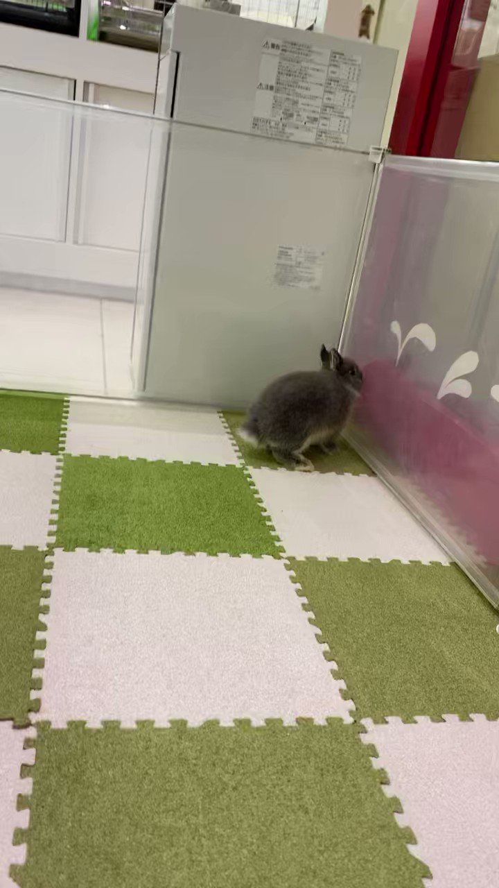 うさぎのしっぽ恵比寿店 on X: 