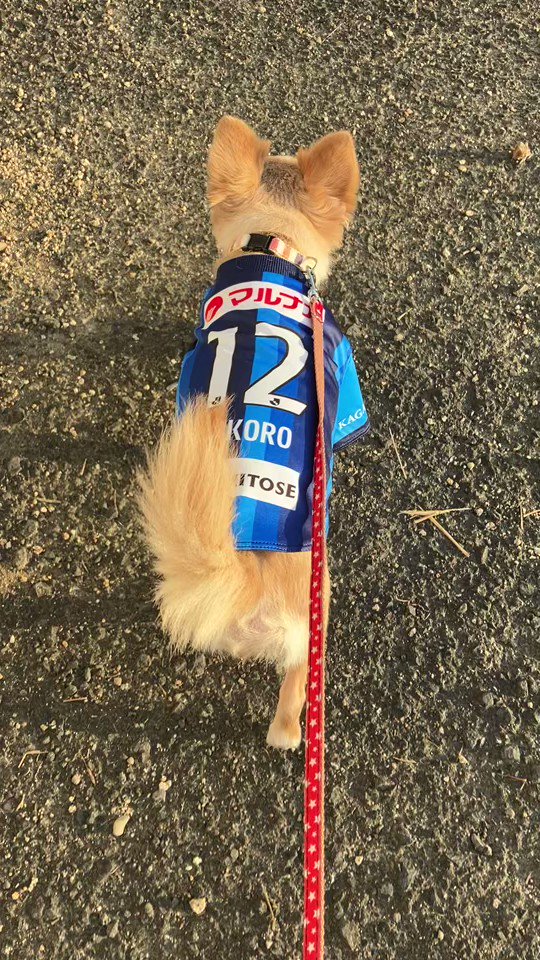 み様☆犬服☆ハンドメイドオーダー☆4着✩.*˚ ☆YUKA 様専用☆犬服 ハンドメイド