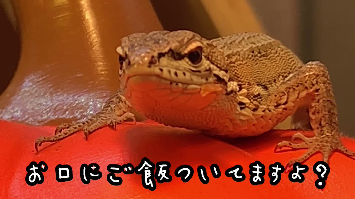 三毛猫さん (@mikeneko5569) / Posts / X