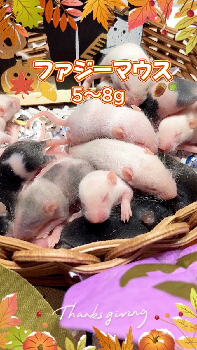 冷凍☆富城 ピンクマウスL(10匹)(約4cm)冷凍マウス 別途