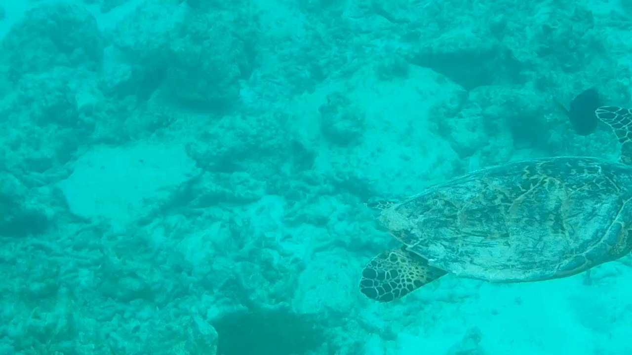 ウミガメ様lgbeg Amazon | Guy Harvey ハッチリング ウミガメネックレス