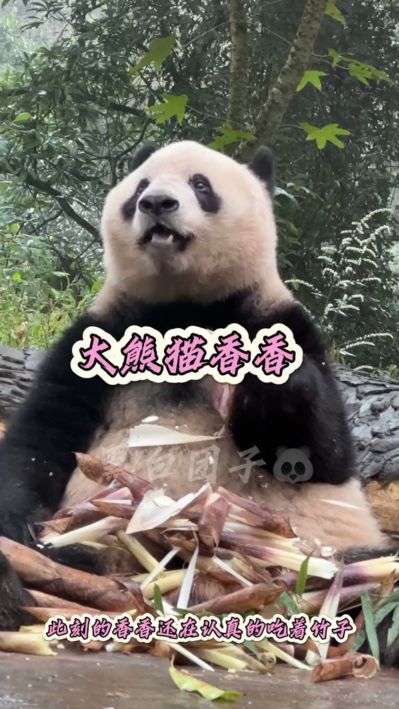 @zhengzaitiaohe's video Tweet