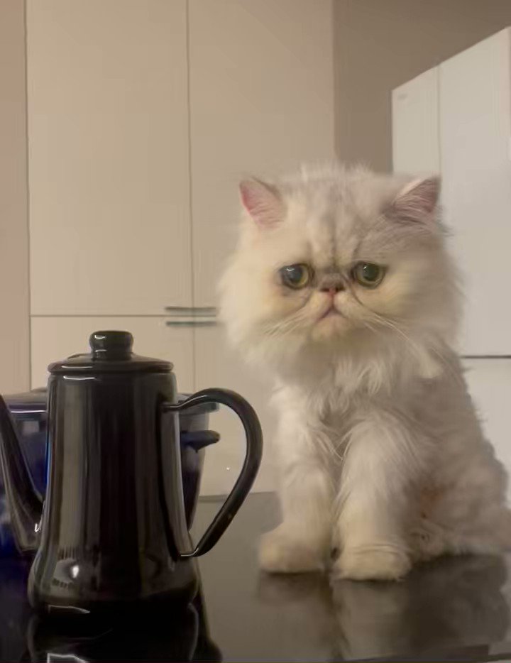 @yukiemonnoneko's video Tweet