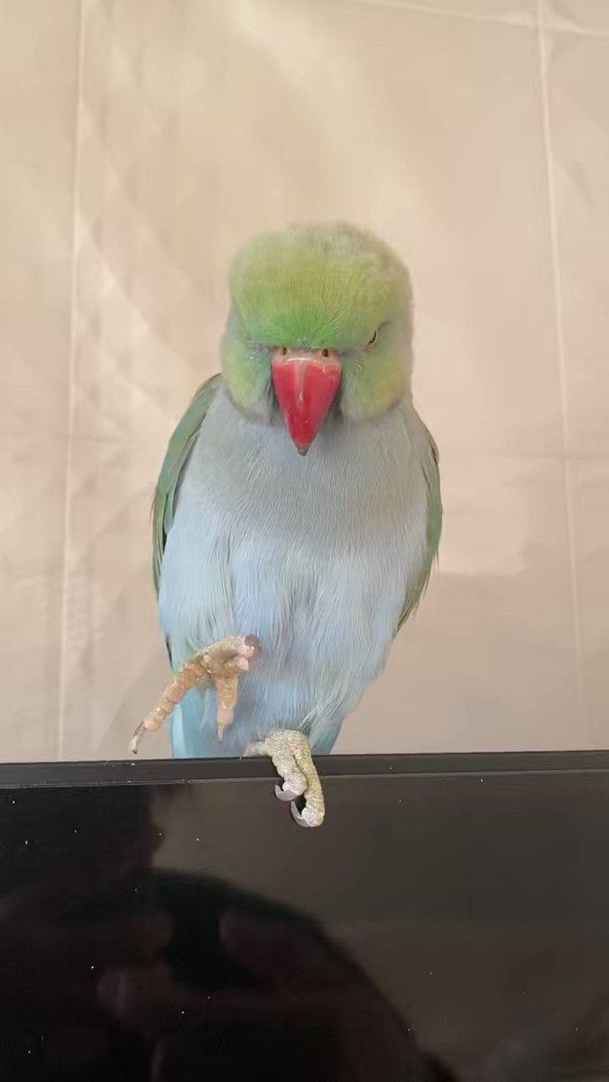 100%安い スミ カクタスパーチ 大型インコ、オウム用 太め 2本 鳥用品