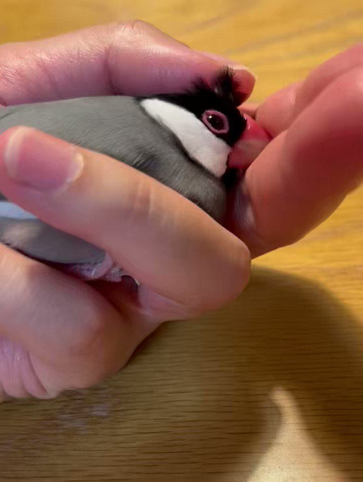 @pichika21's video Tweet