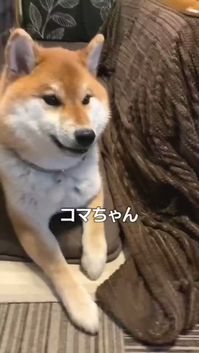 ココドル　柴犬 ココドル 踊るペット犬 柴犬 - メルカリ
