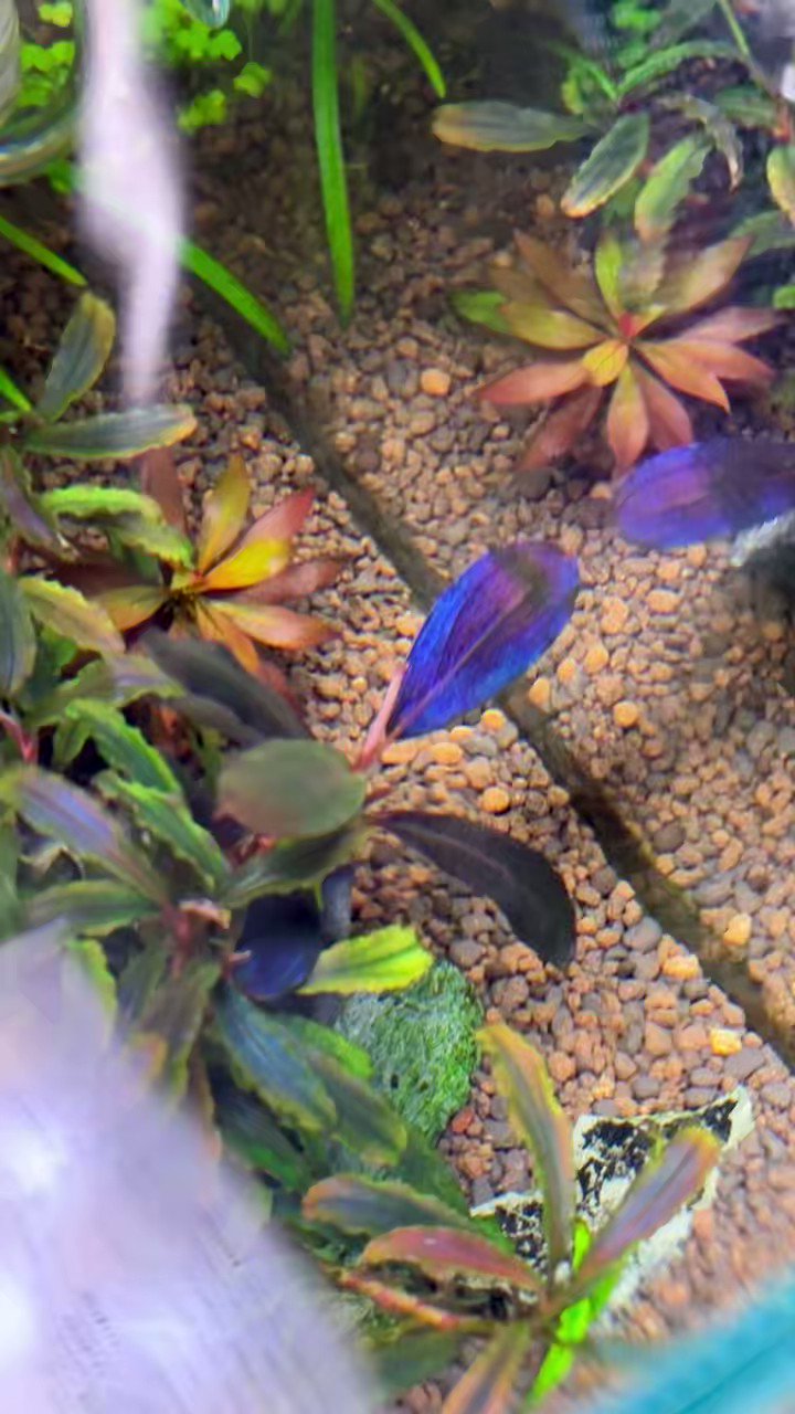ブセファランドラ ダークエンジェル ブセファランドラ ダークエンジェル aquaticmotiv-plants-stem-