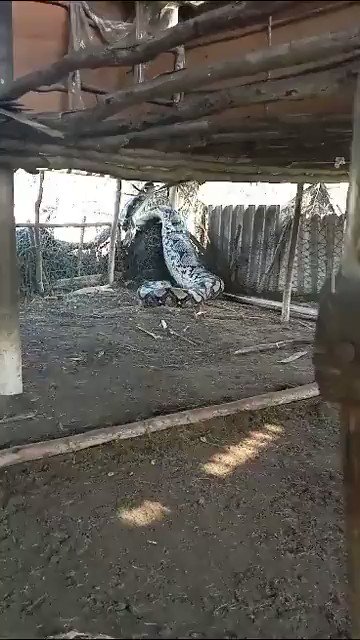 [問卦] 印度蟒蛇 載鐵手套打的贏嗎？