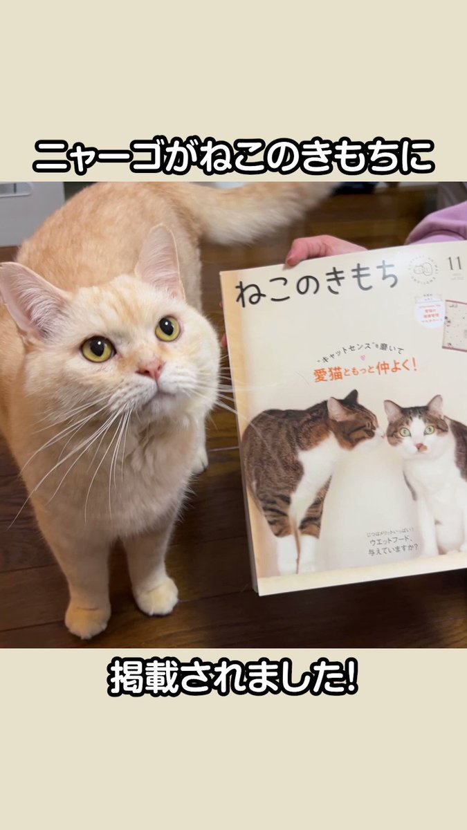 にゃーご GO!GO!ニャーゴ【元野良ボス猫】 - YouTube