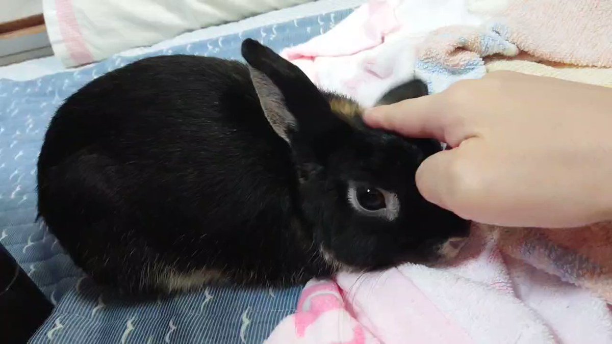 @fe06f3765724457's video Tweet