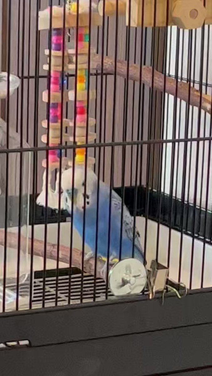 @sugarte19994505's video Tweet