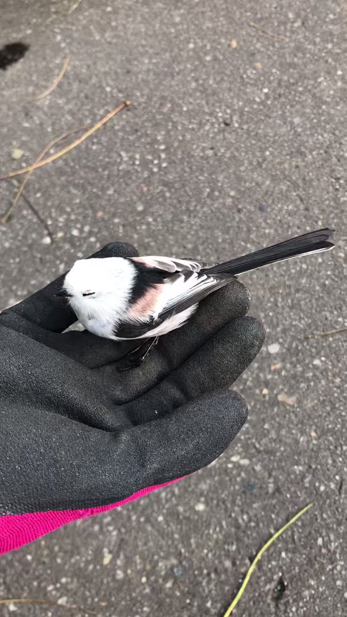 Twitter Image