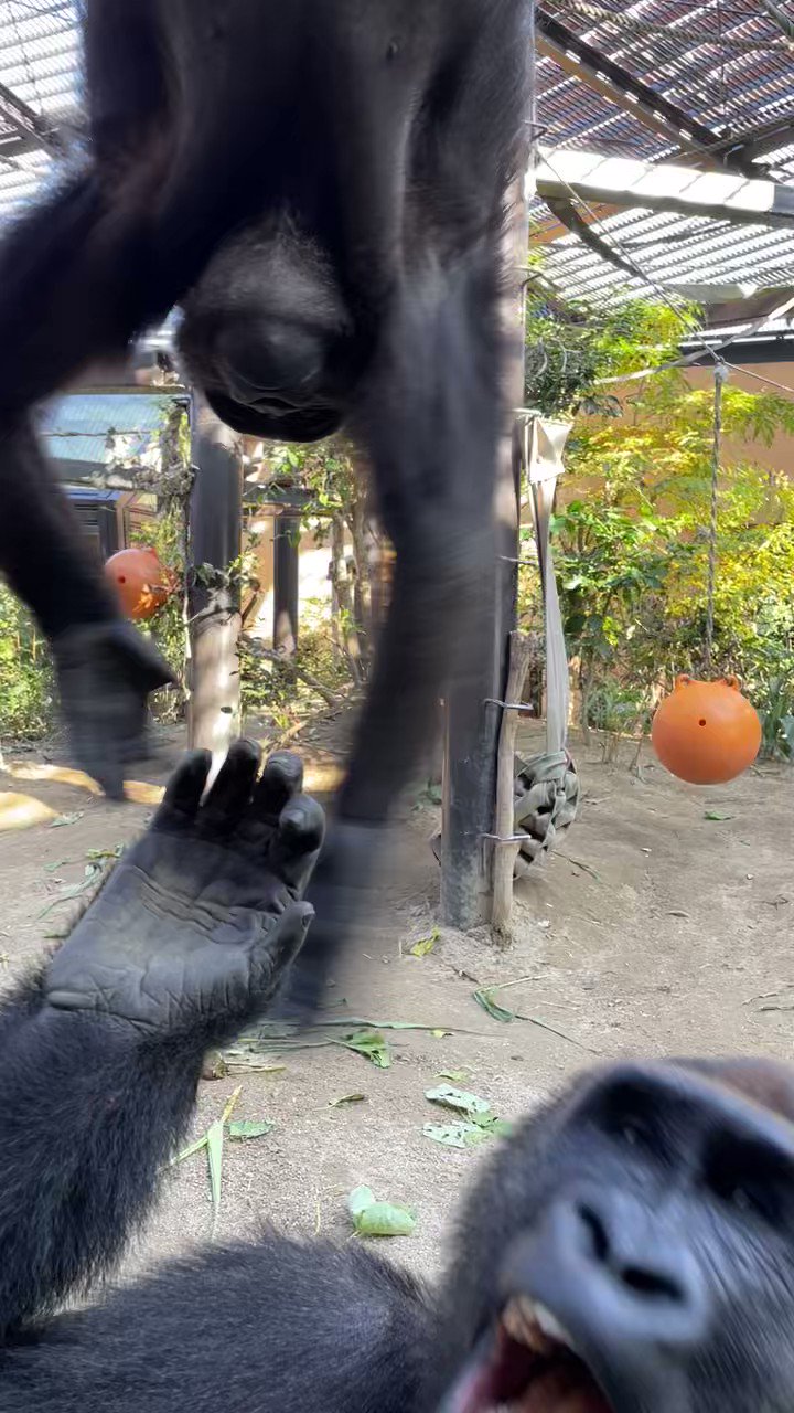 京都市動物園（公式） on X: 