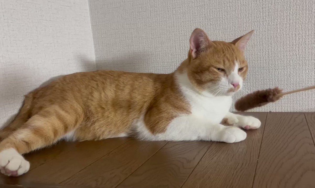 こう「見つめる先に…トイプードル」「こちらを向いて…白キジ猫」 キジ白つくしちゃんときなこ🐾 on X: 