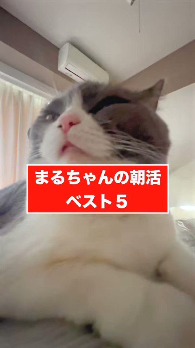 ねこ丸♡ページ ねこまる (@Nekomaru_5love) / X