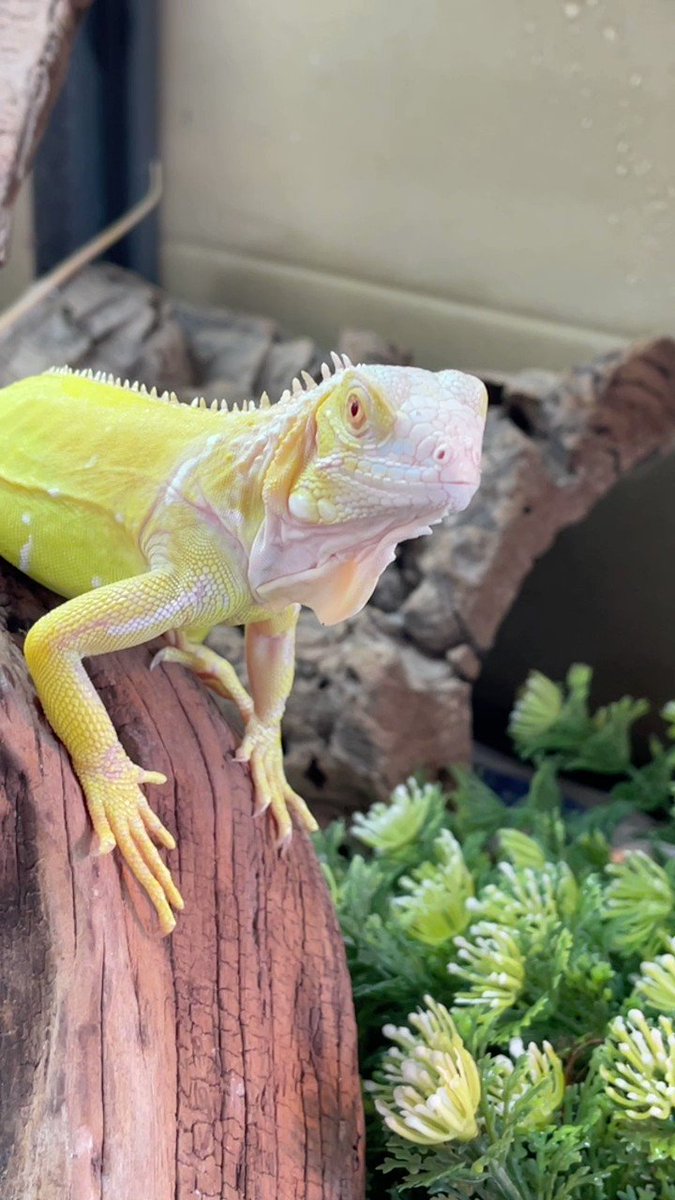 アルビノイグアナ - Search / X