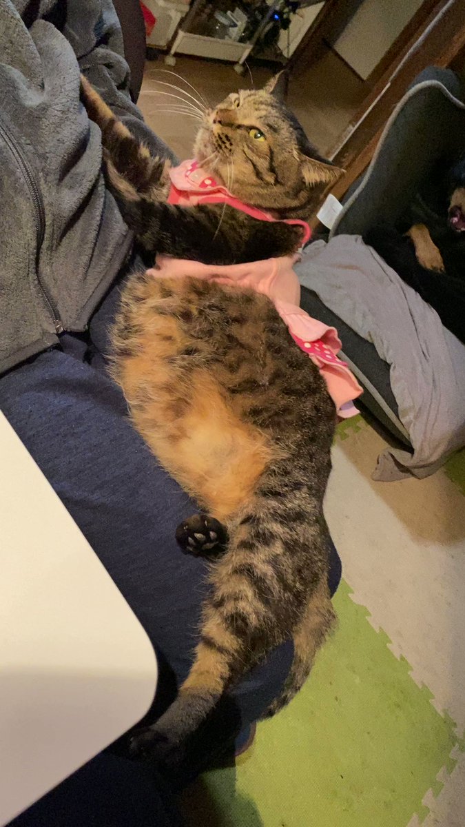 ネコ丸ページ 猫丸 (@neko_adashino) / Posts / X