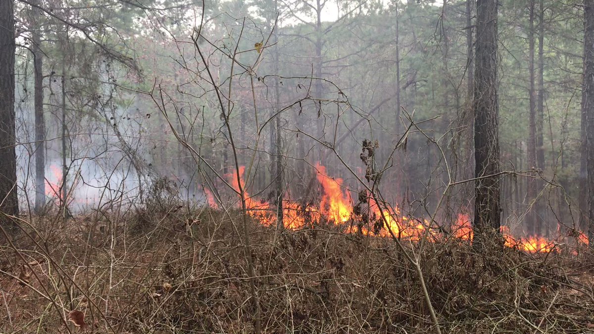 IAWF on X: Join us November 17, 8 AM-9AM PST for a crucial discussion on  Integrating Public Health into Forest and Fire Management with Savannah M  D'Evelyn, a leading expert in the