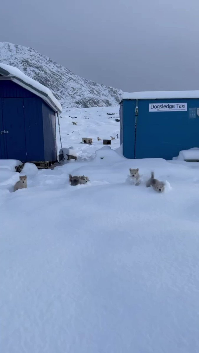 The Greenland dog sledding company's puppies are experiencing their first snow 

 https://t.co/aJ...
