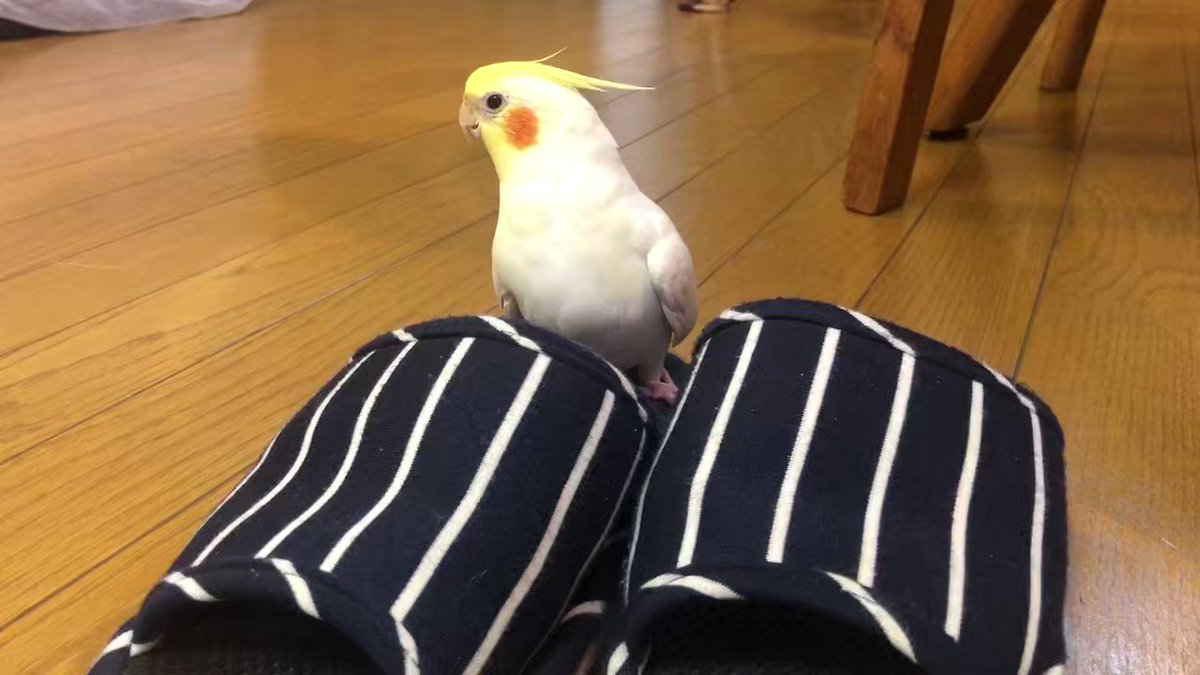 @PINOKO_bike's video Tweet