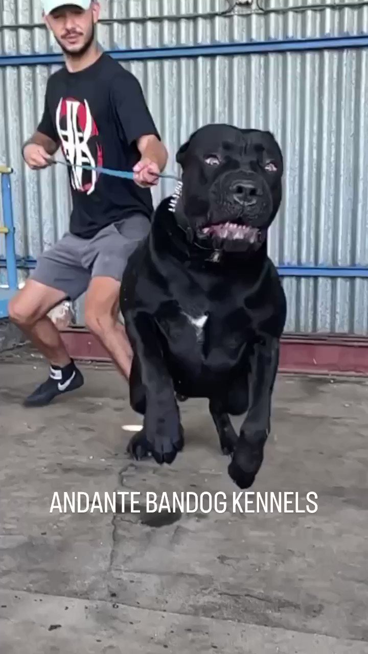 AndanteBandog s video Tweet