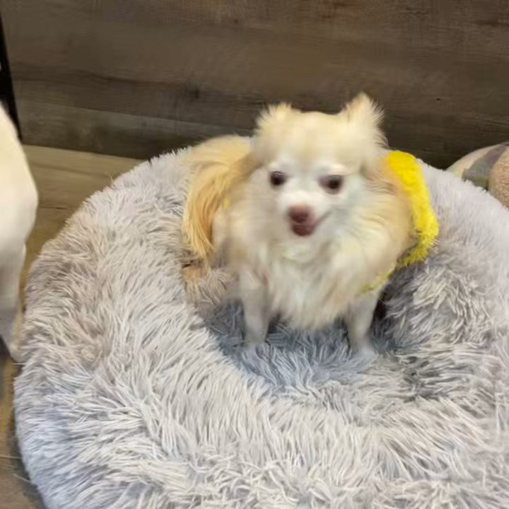 犬の生活 犬の生活 - البحث / X