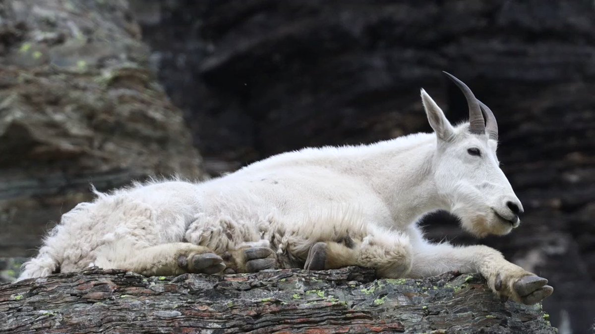 Mountain Goats Are Shrinking—A Lot—Because of Global Warming