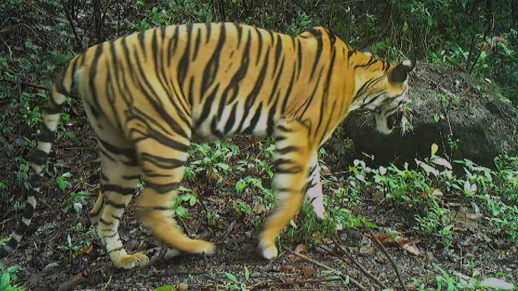 Royal Bengal Tiger - Vanishing Treasures