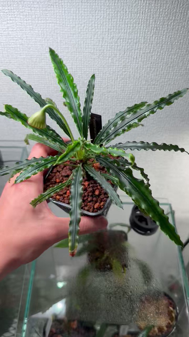 フェネストラタルム　ムリアディ　TB便 Fenestratarum mulyadii ”Mahakam hulu” Kalimantan timur【TB】