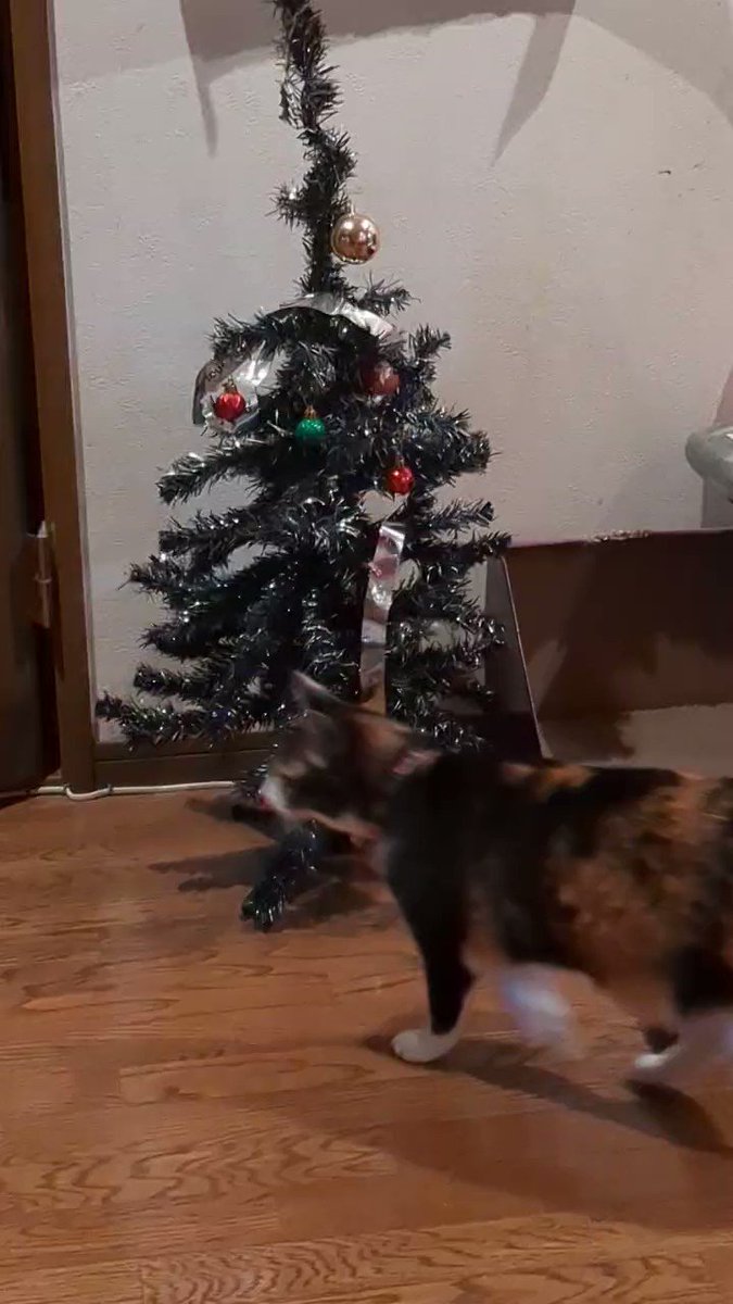 【ネコ】クリスマスツリー 61hRVI+v9vL._UF350,350_QL80_.jpg